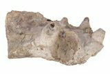 Monster Fish (Pachyrhizodus) Pre-Maxillary Bone - Kansas #218798-1